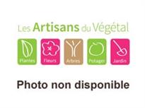 Photo non disponible