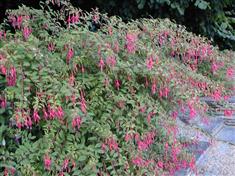 Fuchsia 'Riccartonii', Fuchsia de Magellan